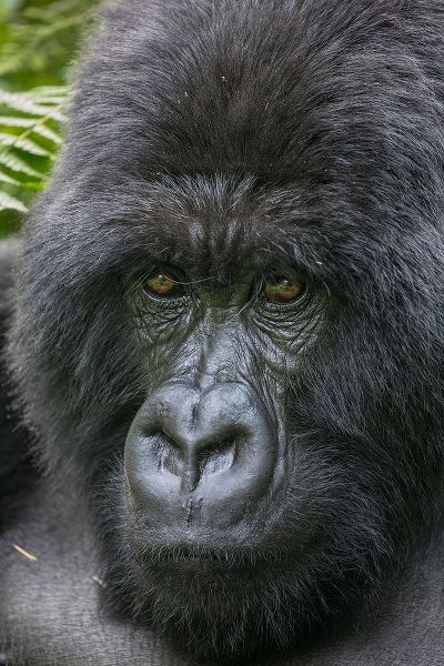 Africa-Rwanda-Volcanoes National Park-Close-up portrait of adult male Mountain Gorilla in rainforest